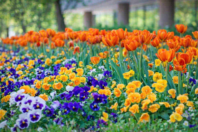 Pansies, Tulips, Daffodils, Spring Garden