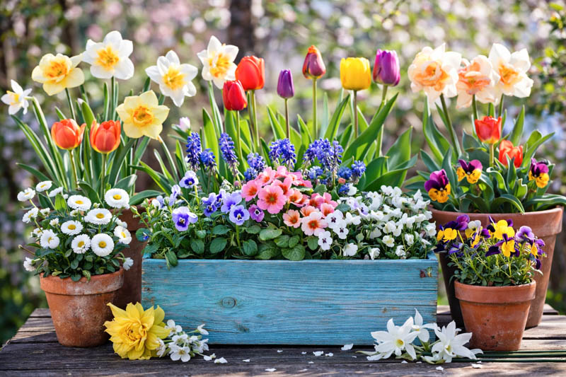 Pansies, Tulips, Daffodils, Spring arrangement, pots pansies