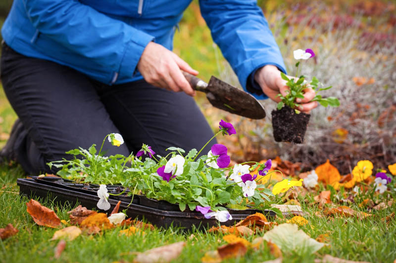 Planting pansies, Pansy gardening, Pansy, Garden Pansy, Pansy Violet, Lady's Delight, Heart's Ease, Stepmother's Flower