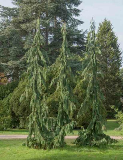 Chamaecyparis nootkatensis 'Green Arrow' (Nootka Cypress)