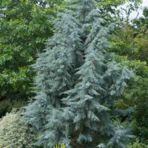 Cupressus arizonica var. glabra 'Blue Ice', Smooth Arizona Cypress 'Blue Ice', Cupressus glabra 'Blue Ice', Evergreen Tree, Evergreen Conifer, Blue Conifer