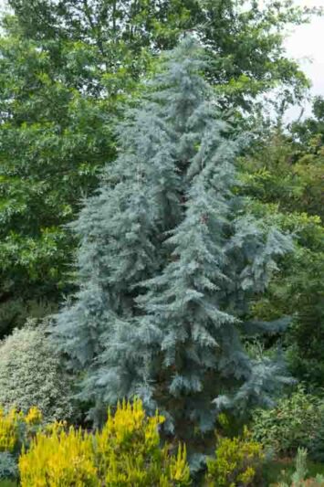 Cupressus arizonica var. glabra 'Blue Ice', Smooth Arizona Cypress 'Blue Ice', Cupressus glabra 'Blue Ice', Evergreen Tree, Evergreen Conifer, Blue Conifer