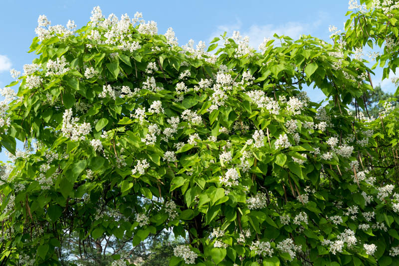 Northern Catalpa, Catalpa speciosa, Catawba, Cigar Tree, Early-Flowering Catalpa, Hardy Catalpa, Indian Cigar, Shawnee wood, Western Catalpa,