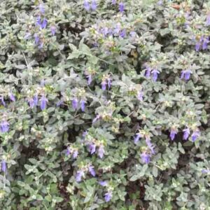 Teucrium fruticans, Tree Germander, Shrubby Germander, Bush Germander, Silver Germander, Mediterranean plants, Mediterranean shrubs, Drought tolerant Shrubs, Silver shrubs