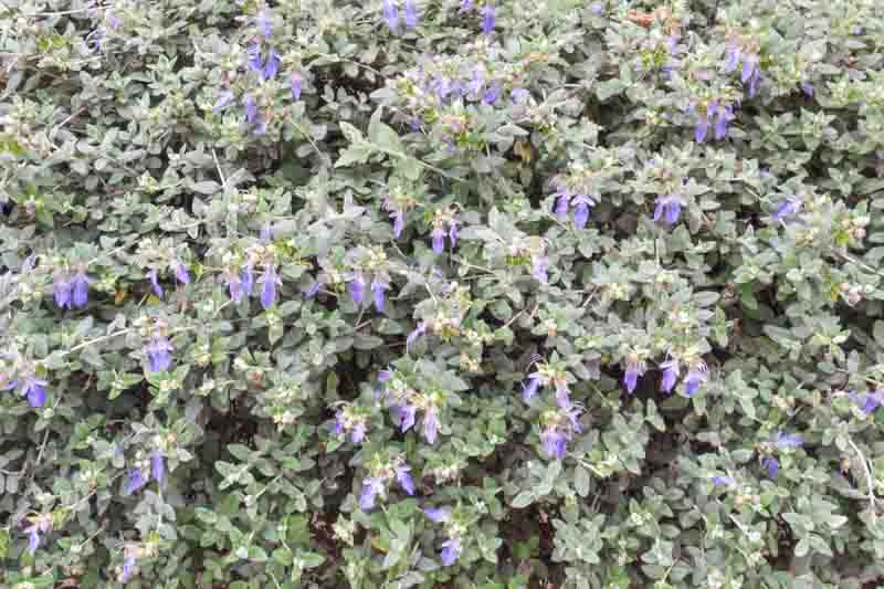 Teucrium fruticans, Tree Germander, Shrubby Germander, Bush Germander, Silver Germander, Mediterranean plants, Mediterranean shrubs, Drought tolerant Shrubs, Silver shrubs