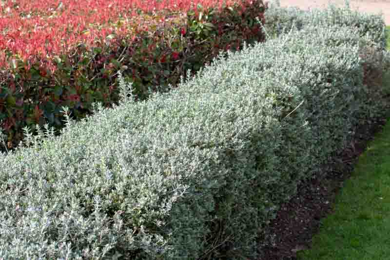Teucrium fruticans, Tree Germander, Shrubby Germander, Bush Germander, Silver Germander, Mediterranean plants, Mediterranean shrubs, Drought tolerant Shrubs, Silver shrubs