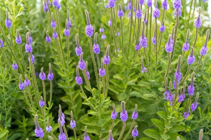 Verbena stricta, Hoary Vervain, Hoary Verbena, Tall Vervain, Woolly Verbena, Purple summer flowers, Drought Tolerant plant