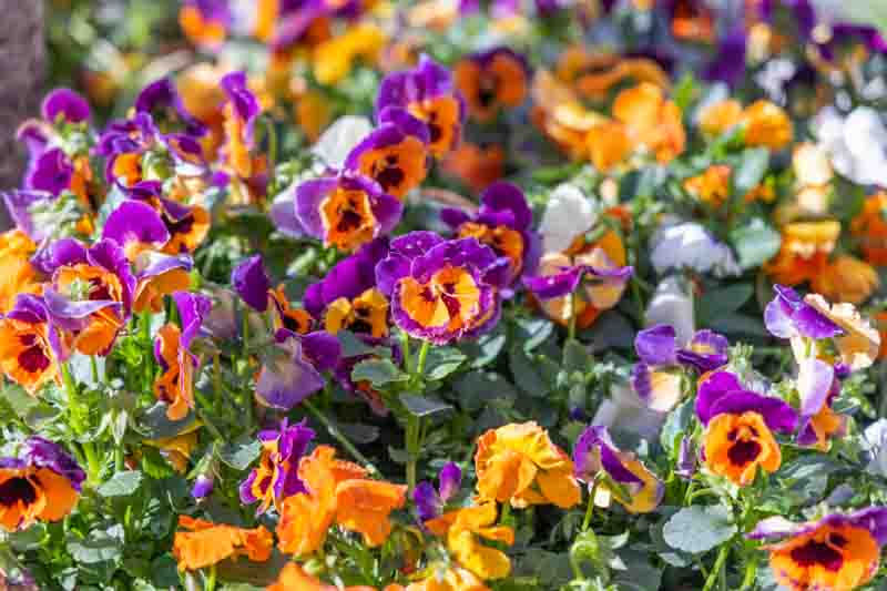 Pansy, Garden Pansy, Pansy Violet, Lady's Delight, Heart's Ease, Stepmother's Flower