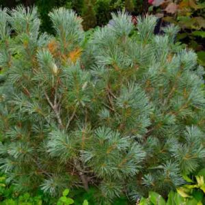Pinus pumila, Dwarf Siberian Pine, Evergreen Conifer, Evergreen Shrub, Dwarf Conifer