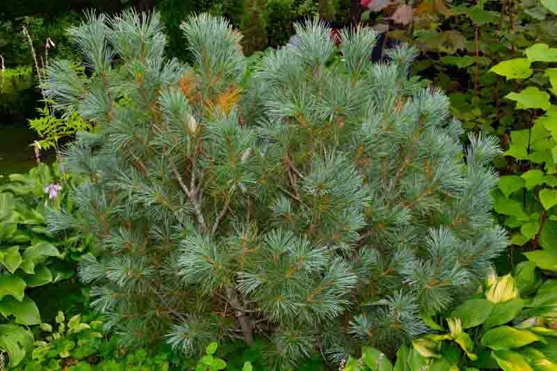 Pinus pumila, Dwarf Siberian Pine, Evergreen Conifer, Evergreen Shrub, Dwarf Conifer