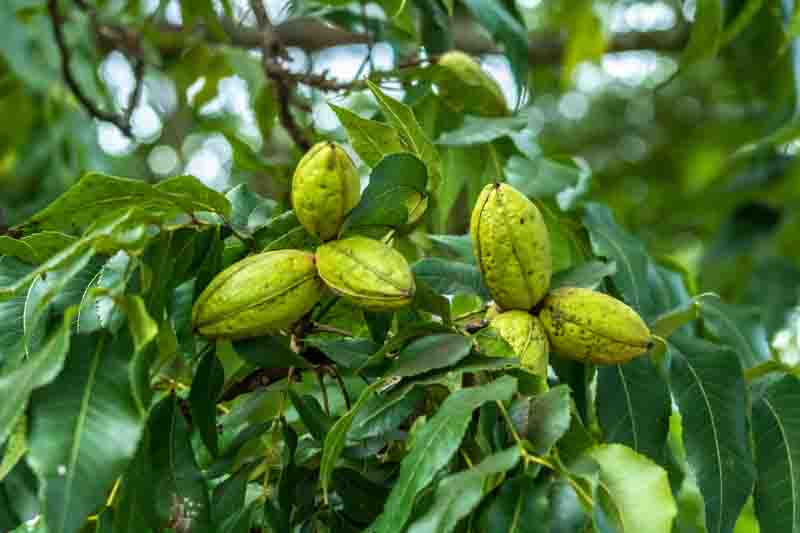 Green pecan nuts growing on tree