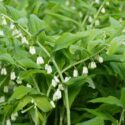Polygonatum biflorum (smooth Solomon's-seal, great Solomon's-seal) is an herbaceous flowering plant native to eastern and central North America. Hanover, Germany.