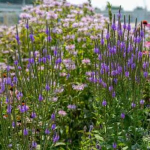 Verbena stricta, Hoary Vervain, Hoary Verbena, Tall Vervain, Woolly Verbena, Purple summer flowers, Drought Tolerant plant