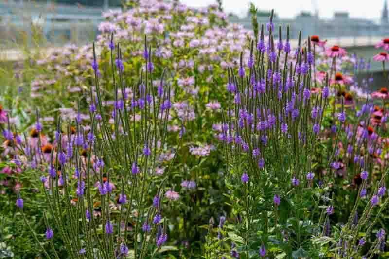 Verbena stricta, Hoary Vervain, Hoary Verbena, Tall Vervain, Woolly Verbena, Purple summer flowers, Drought Tolerant plant