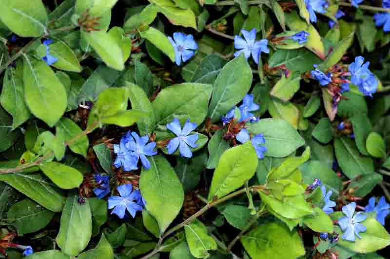 Ceratostigma plumbaginoides, Dwarf Plumbago, Blue Ceratostigma, Hardy Blue-Flowered Leadwort, Ceratostigma larpentiae, Plumbago larpentiae, Blue Flowers, Blue Groundcover