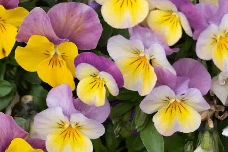 Pansy, Garden Pansy, Pansy Violet, Lady's Delight, Heart's Ease, Stepmother's Flower