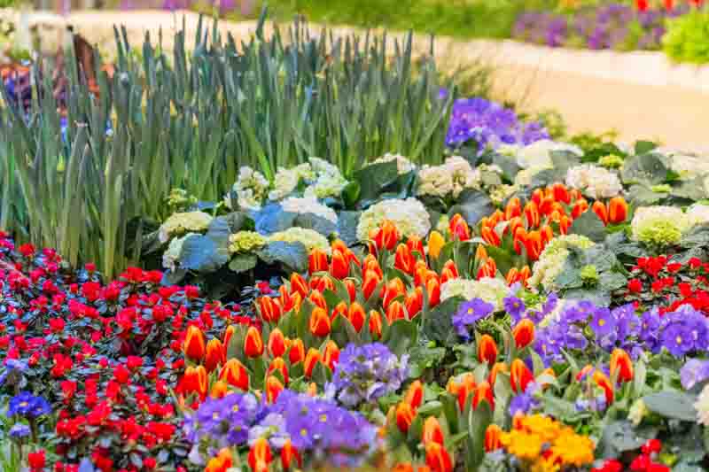 Pansy, Garden Pansy, Pansy Violet, Lady's Delight, Heart's Ease, Stepmother's Flower