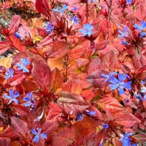 Ceratostigma plumbaginoides, Dwarf Plumbago, Blue Ceratostigma, Hardy Blue-Flowered Leadwort, Ceratostigma larpentiae, Plumbago larpentiae, Blue Flowers, Blue Groundcover