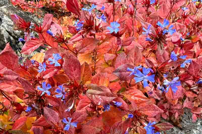 Ceratostigma plumbaginoides, Dwarf Plumbago, Blue Ceratostigma, Hardy Blue-Flowered Leadwort, Ceratostigma larpentiae, Plumbago larpentiae, Blue Flowers, Blue Groundcover