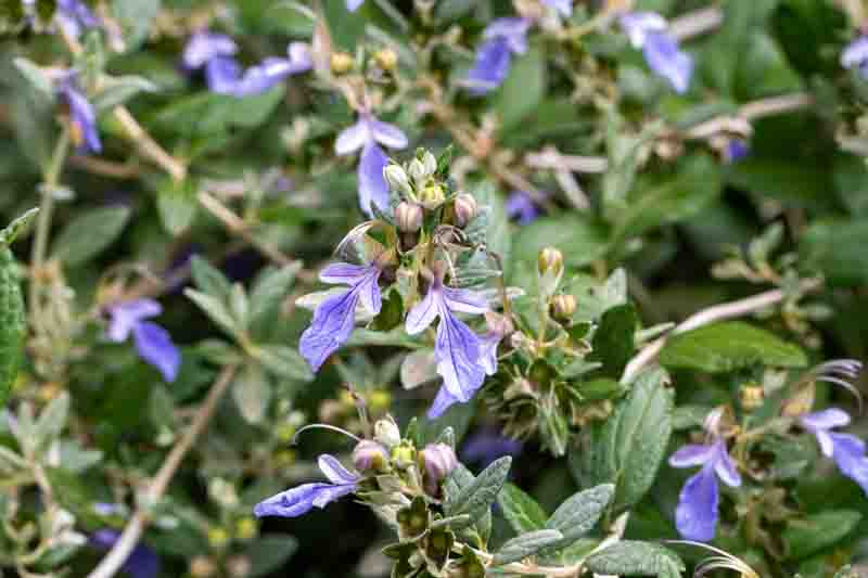 Teucrium fruticans, Tree Germander, Shrubby Germander, Bush Germander, Silver Germander, Mediterranean plants, Mediterranean shrubs, Drought tolerant Shrubs, Silver shrubs
