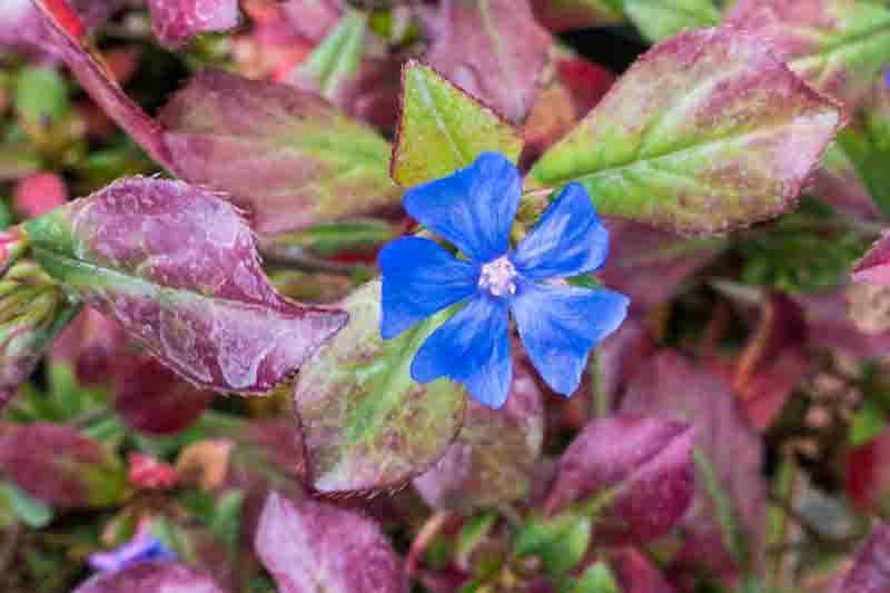 Ceratostigma plumbaginoides, Dwarf Plumbago, Blue Ceratostigma, Hardy Blue-Flowered Leadwort, Ceratostigma larpentiae, Plumbago larpentiae, Blue Flowers, Blue Groundcover
