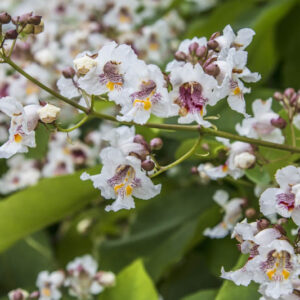 Northern Catalpa, Catalpa speciosa, Catawba, Cigar Tree, Early-Flowering Catalpa, Hardy Catalpa, Indian Cigar, Shawnee wood, Western Catalpa,
