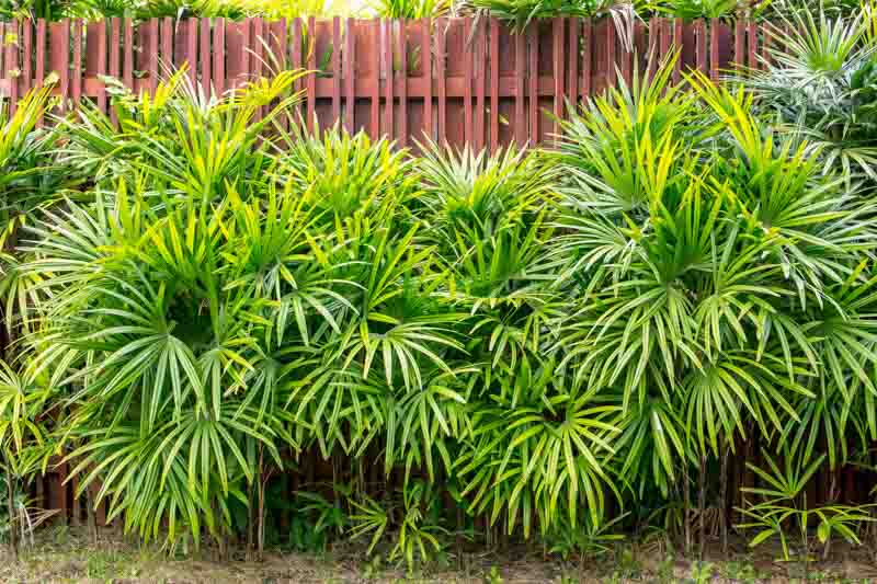 Lady Palm, Rhapis excelsa, Ground Rattan, Bamboo Palm, Lady Palm, Miniature Fan Palm, Fern Rhapis, Rhapis flabelliformis, Drought tolerant tree, Tropical Plant, Palm Tree