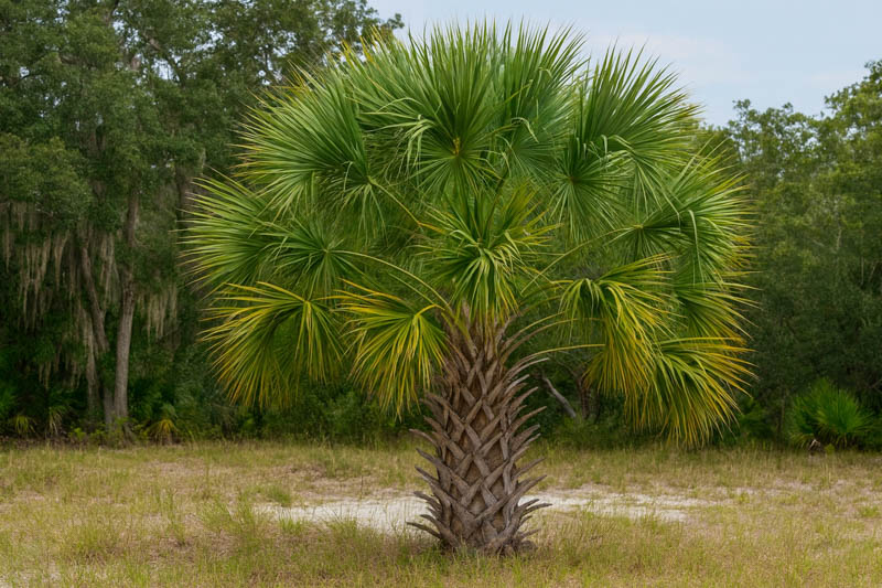 Sabal palmetto, Blue palmetto, Cabbage Palm, Cabbage Palmetto, Cabbage Palmetto Palm, Cabbage Tree, Common Palmetto, Palmetto Palm, Drought tolerant tree, Palm Tree
