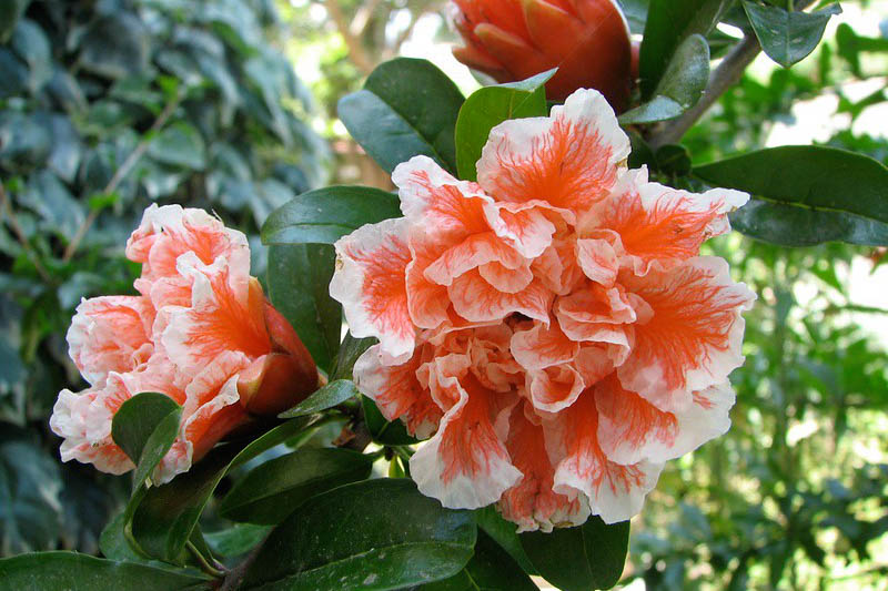 Pomegranate, Punica granatum