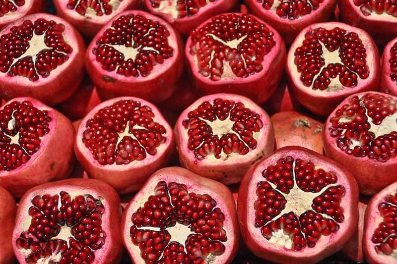 Pomegranate, Punica granatum