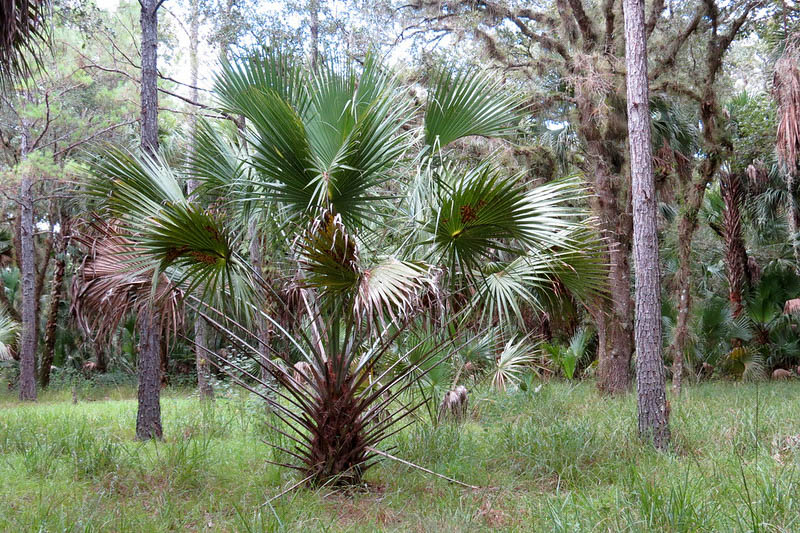 Sabal palmetto, Blue palmetto, Cabbage Palm, Cabbage Palmetto, Cabbage Palmetto Palm, Cabbage Tree, Common Palmetto, Palmetto Palm, Drought tolerant tree, Palm Tree