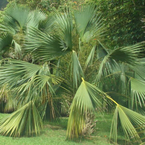 Sabal palmetto, Blue palmetto, Cabbage Palm, Cabbage Palmetto, Cabbage Palmetto Palm, Cabbage Tree, Common Palmetto, Palmetto Palm, Drought tolerant tree, Palm Tree