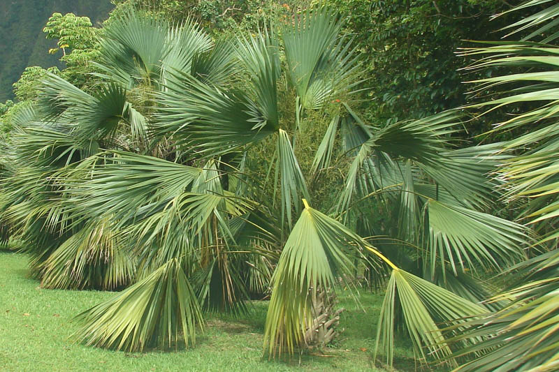 Sabal palmetto, Blue palmetto, Cabbage Palm, Cabbage Palmetto, Cabbage Palmetto Palm, Cabbage Tree, Common Palmetto, Palmetto Palm, Drought tolerant tree, Palm Tree