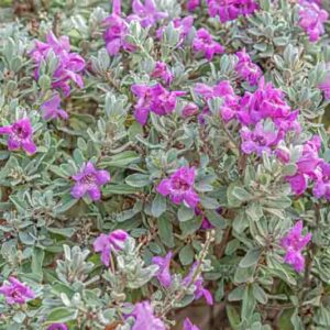 Leucophyllum frutescens, Cenizo, Purple Sage, Texas Ranger, Texas Barometer Bush, Texas Silverleaf, Texas Sage, Silverleaf, Evergreen Shrubs, Purple Flowers
