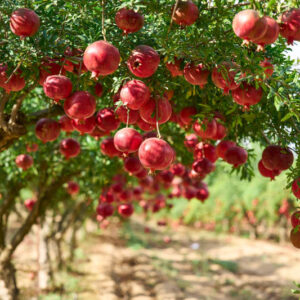 Punica granatum, Pomegranate, Carthaginian Apple, Granada, Red Flowers, Fruit Shrub