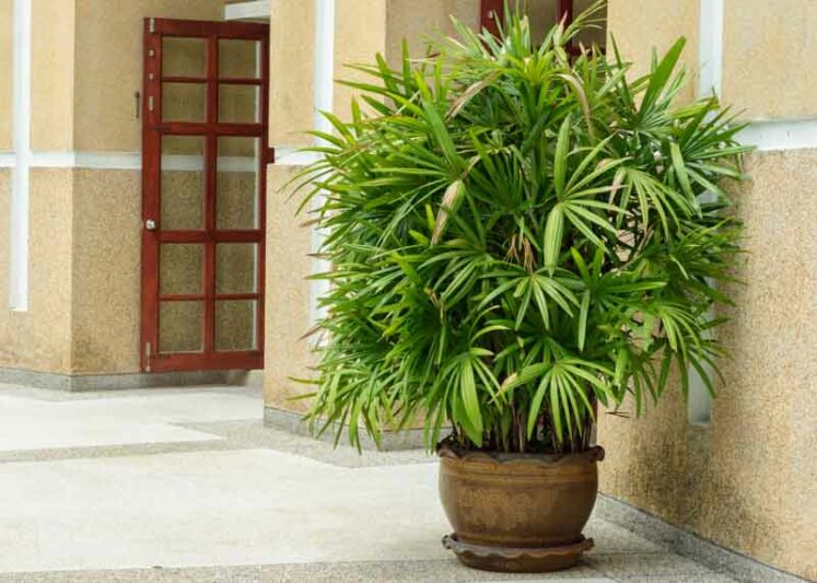 Lady Palm, Rhapis excelsa, Ground Rattan, Bamboo Palm, Lady Palm, Miniature Fan Palm, Fern Rhapis, Rhapis flabelliformis, Drought tolerant tree, Tropical Plant, Palm Tree