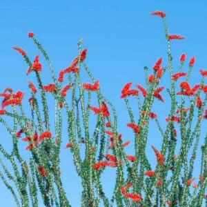 Fouquieria splendens, Ocotillo, Desert Shrub, Mediterranean shrubs, Evergreen Shrubs, Red flowers, drought tolerant flowers