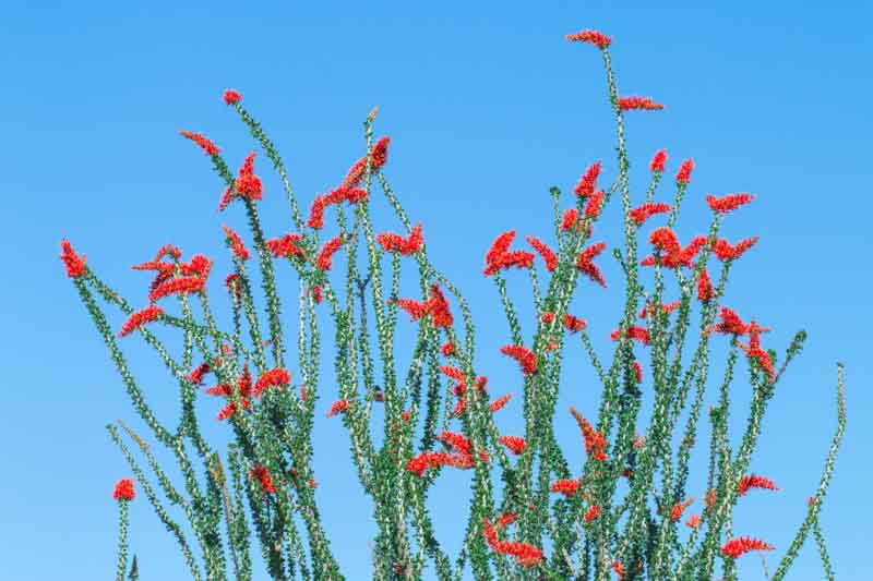 Fouquieria splendens, Ocotillo, Desert Shrub, Mediterranean shrubs, Evergreen Shrubs, Red flowers, drought tolerant flowers