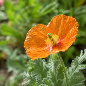 Papaver atlanticum , Atlas Poppy, Moroccan Poppy, Spanish Poppy, Orange flowers, Perennial Poppy