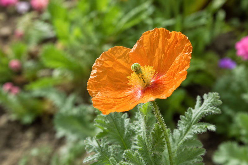 Papaver atlanticum , Atlas Poppy, Moroccan Poppy, Spanish Poppy, Orange flowers, Perennial Poppy