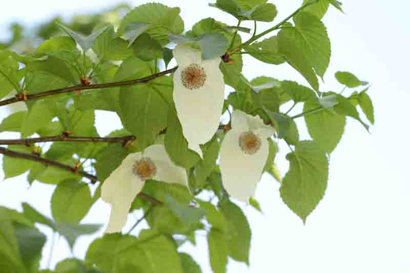 Davidia involucrata, Handkerchief Tree, Dove Tree, Ghost Tree, Pocket Handkerchief Tree, deciduous tree, White flowers