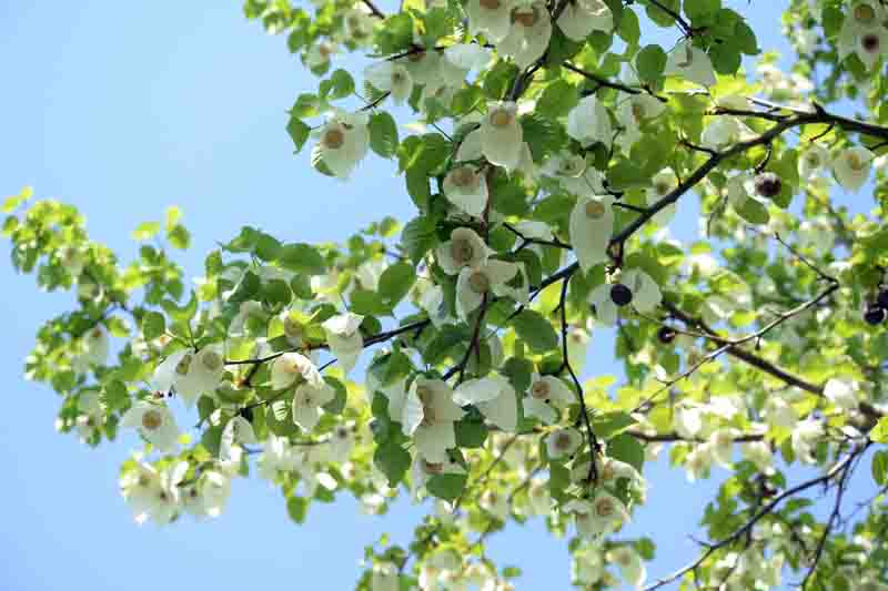 Davidia involucrata, Handkerchief Tree, Dove Tree, Ghost Tree, Pocket Handkerchief Tree, deciduous tree, White flowers
