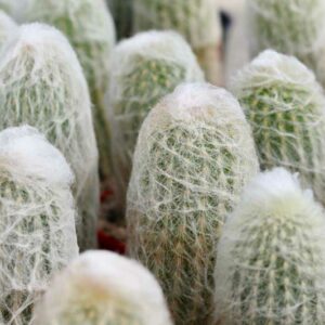 Cephalocereus senilis, Old Man Cactus, Bunny Cactus, Old Man of Mexico, White Persian Cat Cactus, Cactus bradypus, Cactus senilis, Cephalophorus senilis, Cereus senilis, Echinocactus staplesiae, Pilocereus senilis