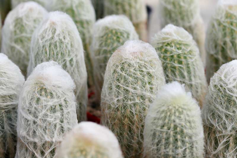 Cephalocereus senilis, Old Man Cactus, Bunny Cactus, Old Man of Mexico, White Persian Cat Cactus, Cactus bradypus, Cactus senilis, Cephalophorus senilis, Cereus senilis, Echinocactus staplesiae, Pilocereus senilis