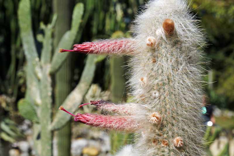 Cephalocereus senilis, Old Man Cactus, Bunny Cactus, Old Man of Mexico, White Persian Cat Cactus, Cactus bradypus, Cactus senilis, Cephalophorus senilis, Cereus senilis, Echinocactus staplesiae, Pilocereus senilis