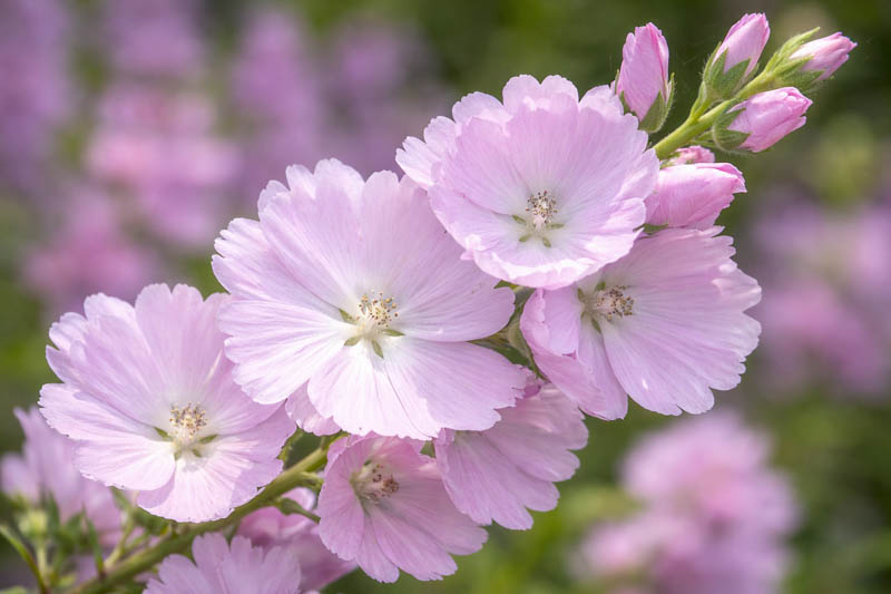 Sidalcea 'Elsie Heug , Checker Bloom 'Elsie Heugh', Prairie Mallow 'Elsie Heugh', Pink Mallows, Pink flowers
