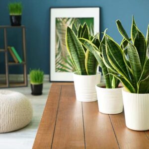 Snake Plant, Snake Plant Care, Variegated Snake plant, Sansevieria trifasciata 'Laurentii', Dracaena trifasciata 'Laurentii'