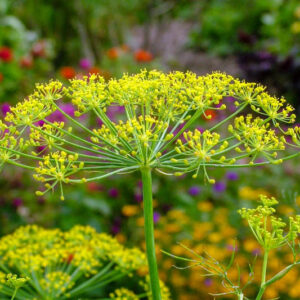 Anethum graveolens, Dill, Anet, Dill-Oil Plant, East Indian Dill, Meeting-Seed, Sabbath Day Posy