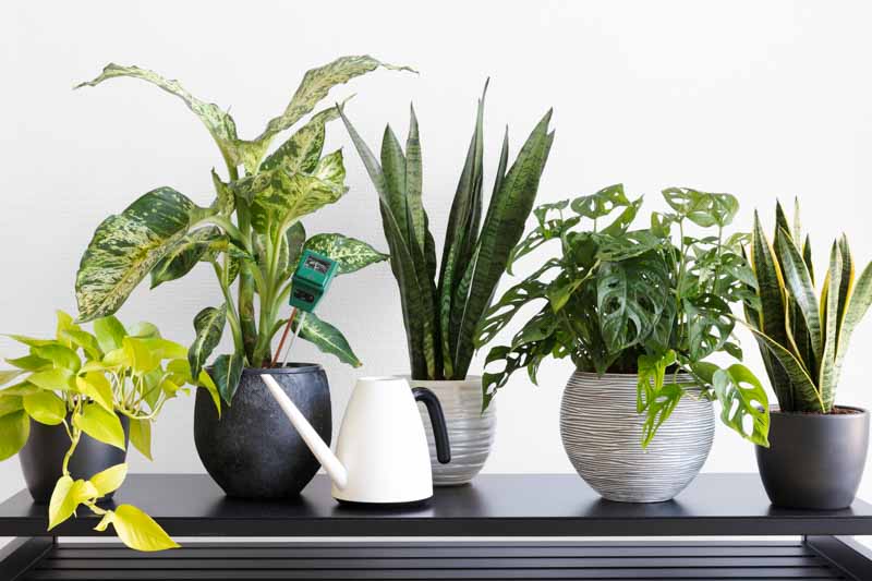 Snake Plant, Snake Plant Care, Sanseviera Trifasciata Laurentii, monstera obliqua, sansevieria zeylanica, dieffenbachia