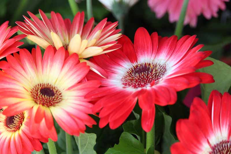 Gerbera, Gerbera daisies, Perennial Flower